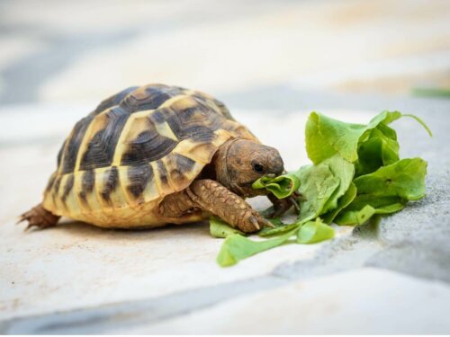 Eksempel på, hvad landskildpadder spiser