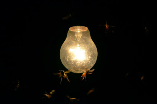Eksempel på, hvordan lys tiltrækker insekter