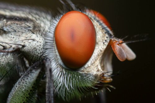 Nærbillede af en flues øjne