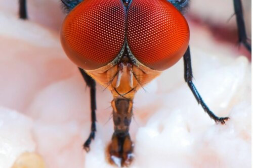Nærbillede af en flue