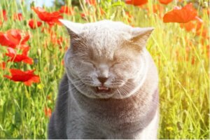 Omvendt nysen hos katte: Symptomer og behandling