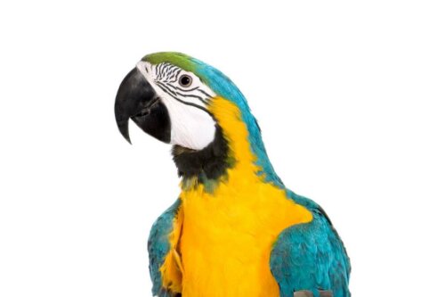 En blå og gul papegøje