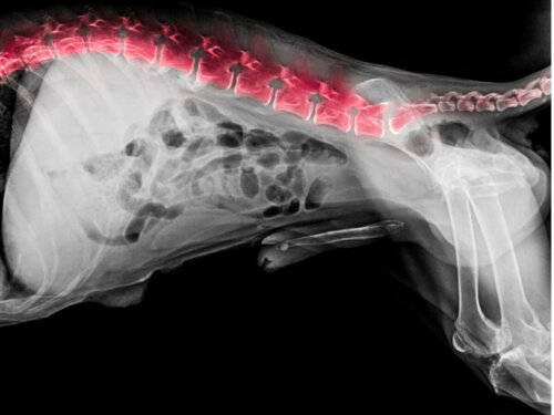 Røntgen af en hunds ryg