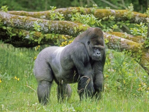 En stor gorilla
