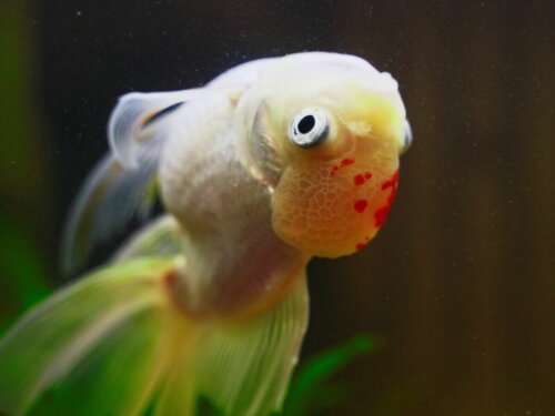 Syg fisk på hovedet i akvarie