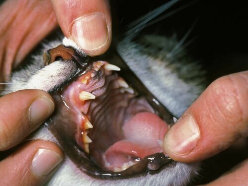 Eksempel på sygdomme i munden hos katte