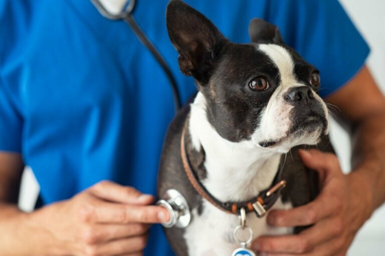 Bordetella hos hunde: Symptomer og behandling