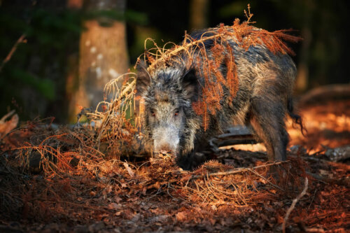 Vildsvin spiser fra skovbund
