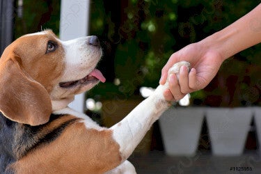 Røde poter hos hunde: Årsager og behandling
