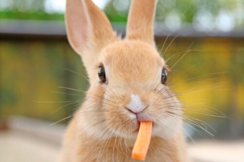 Kanin spiser gulerod