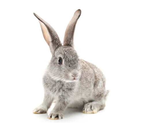 En kanin på hvid baggrund
