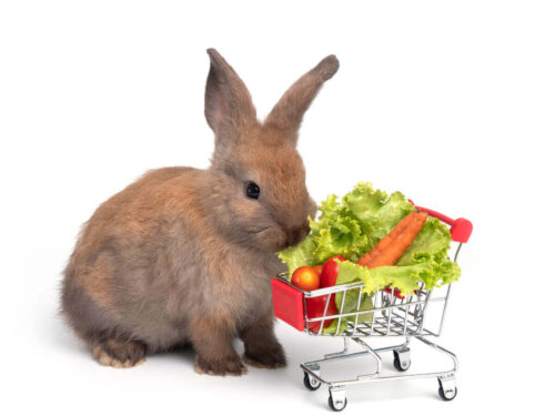 Kanin med grøntsager, men mon kaniner kan spise æg?