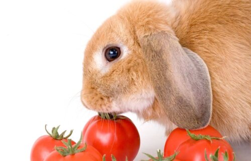 Tomater er et eksempel på godbidder til kaniner