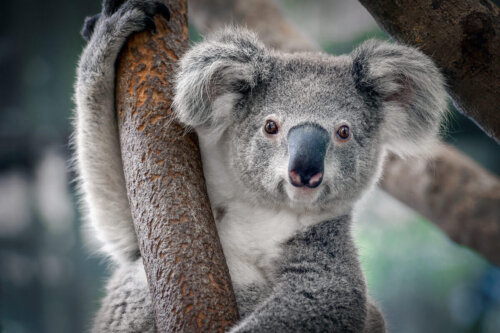 Koalaen er det dyr, der sover mest