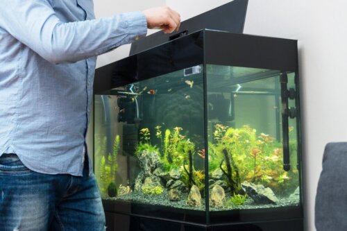 En mand tjekker et akvarium