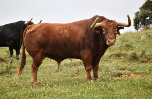 En tyr på mark får os til at spørge, hvad tyre spiser