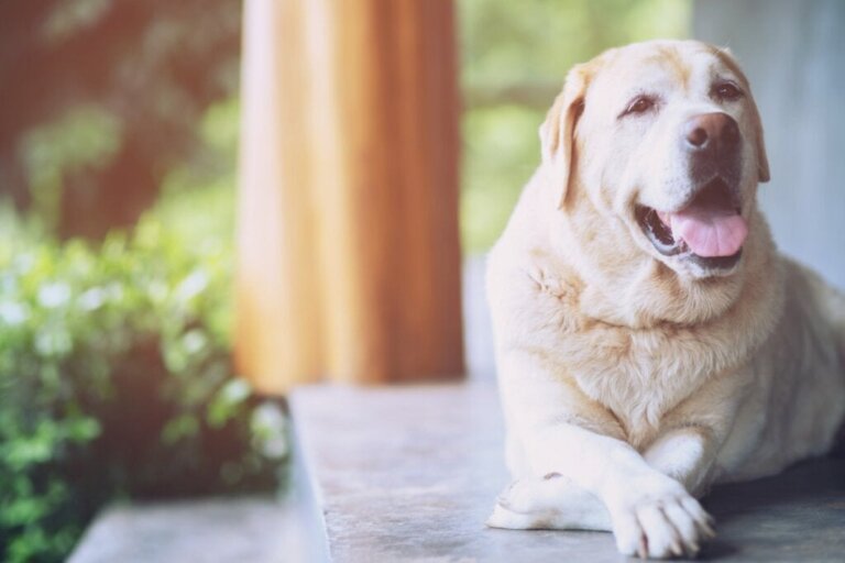 15 grunde til at adoptere en ældre hund