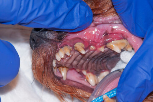 Eksempel på stomatitis hos hunde