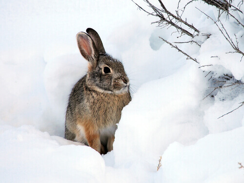 En kanin i sne