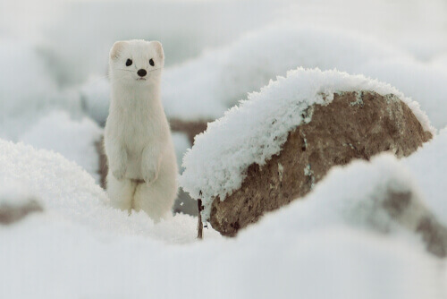 Hvid hermelin i sne