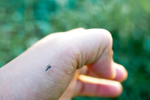 En myg på en hånd