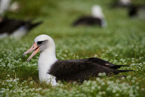 En albatros hviler sig