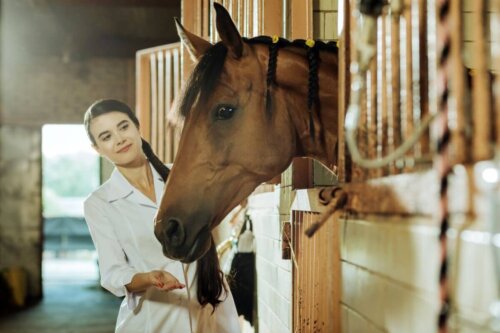 Dyrlæge anvender klinisk etologi for heste