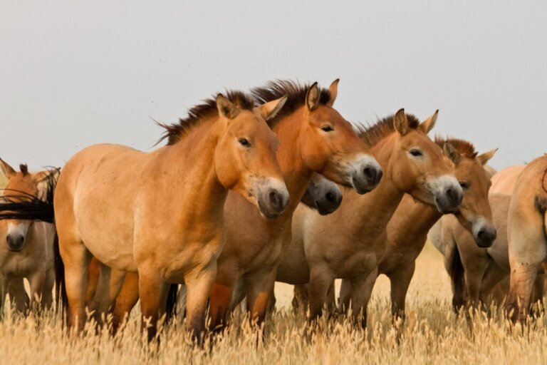 Hvad er klinisk etologi for heste?