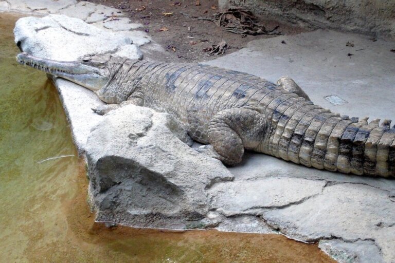 Lær alt om den malaysiske gavial: Et meget mærkeligt krybdyr