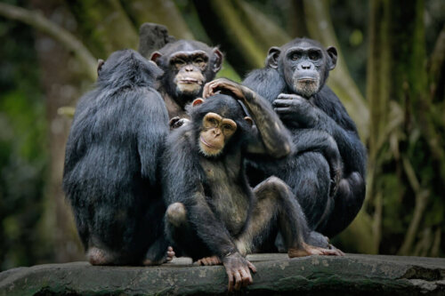 En gruppe chimpanser