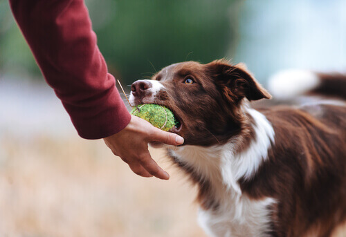 En besidderisk hund vil ikke aflevere sin bold