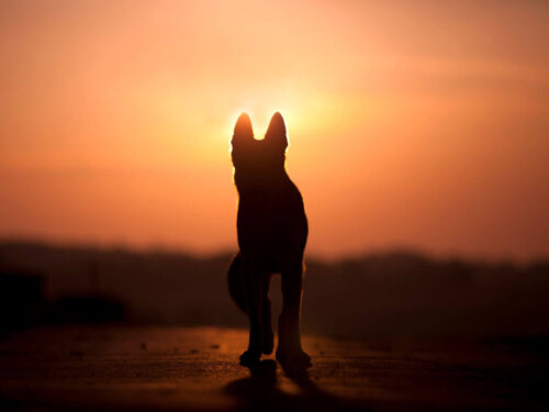 Hund står foran sol