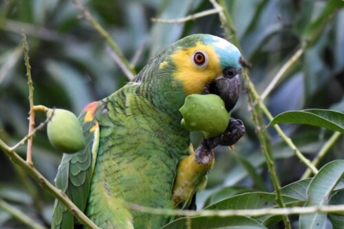 Papegøje spiser frugt