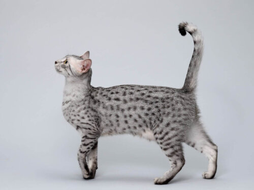 Denne egyptiske kat er en af de længstlevende katteracer