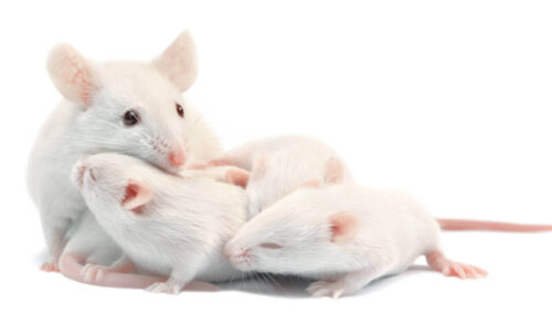 Hvide rotter på hvid baggrund