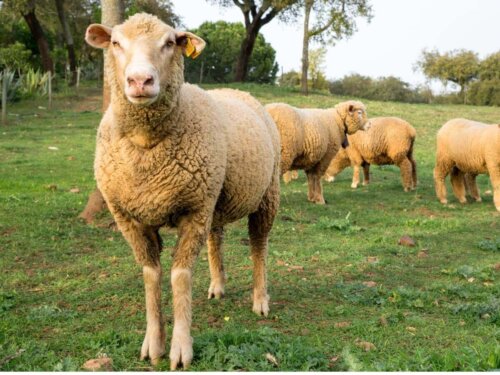 Får på en mark repræsenterer adfærd hos får