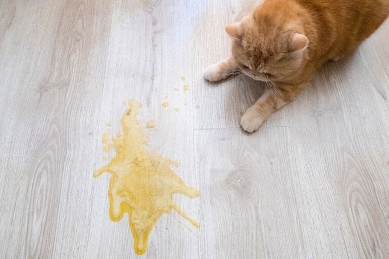 Oplever du, at din kat kaster op efter at have spist?