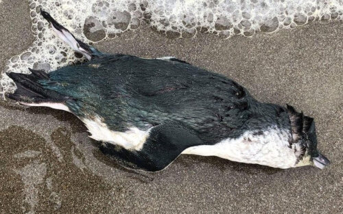 Død pingvin