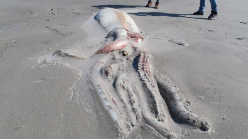 Kæmpe blæksprutte er skyllet i vand