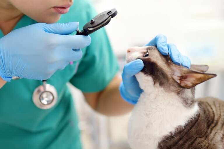 Hornhindesår hos katte: Årsager, typer og behandling