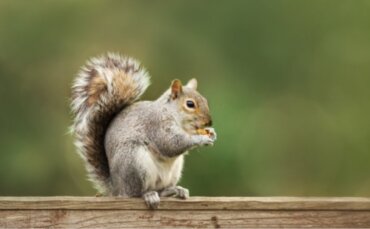 Egernets vinterhi og dets bidrag til rumfarten