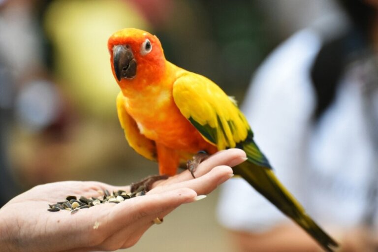 Find ud af, hvor længe en papegøje kan leve