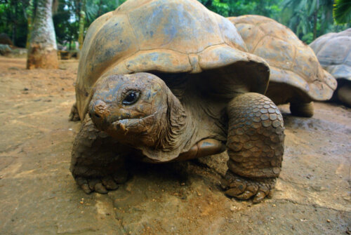 En gammel skildpadde