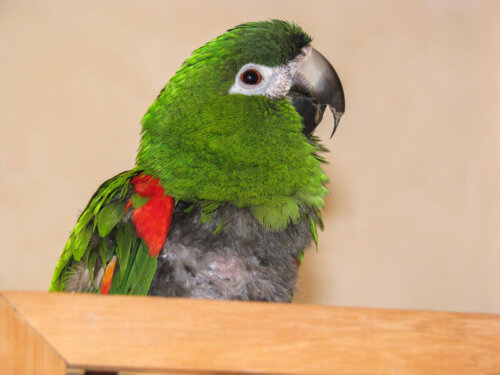 Nærbillede af en grøn papegøje