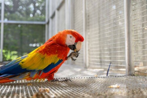 En papegøje i et bur