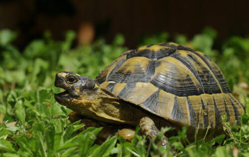 En skildpadde på en græsplæne
