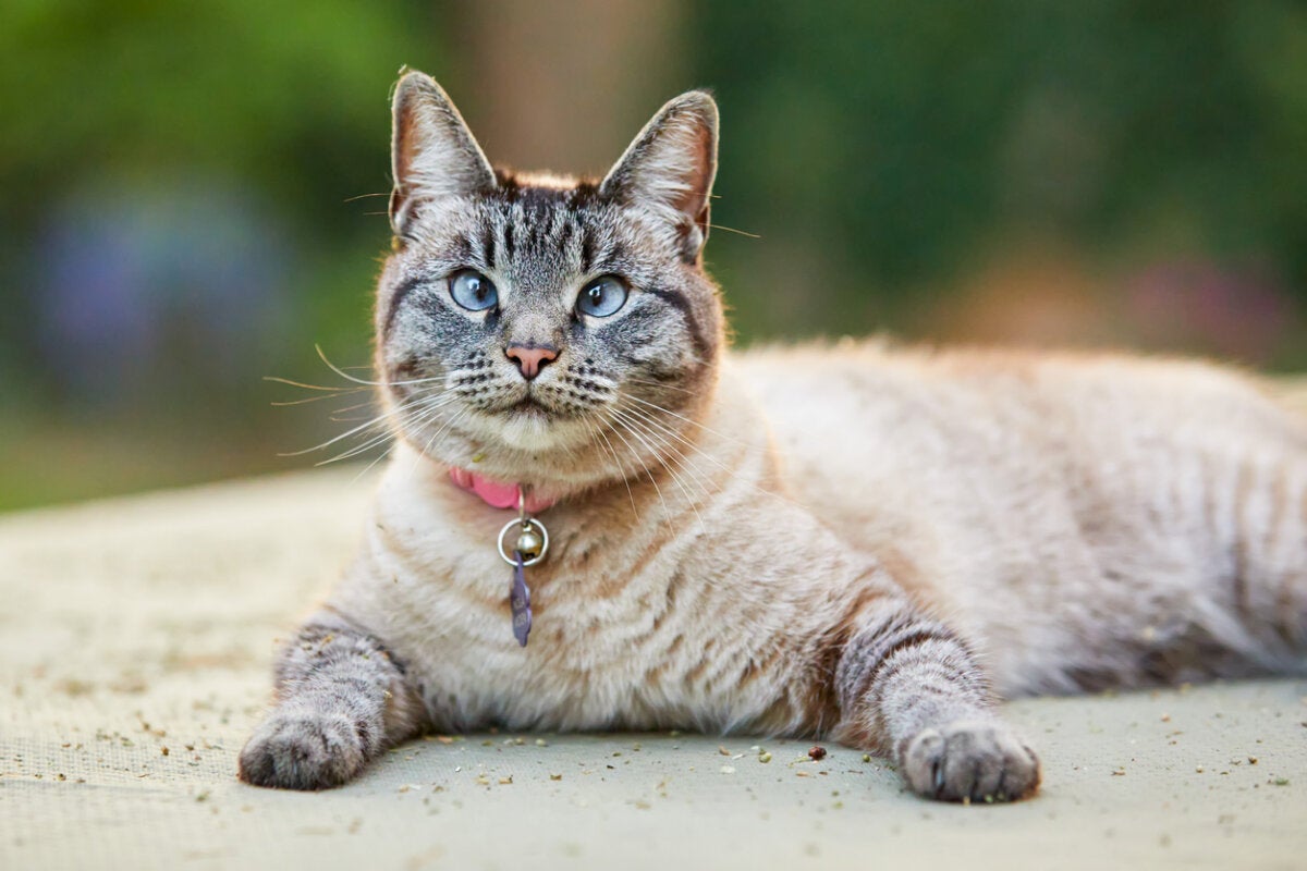 Downs syndrom hos katte: Er det muligt?