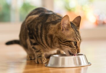 Katteernæring: 5 tips til at vælge det bedste foder til din kat