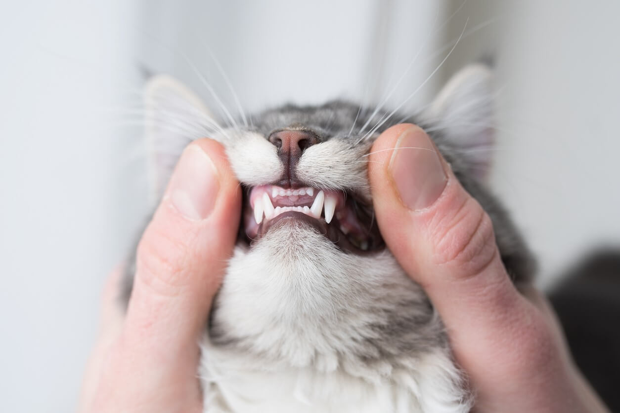 Kat får tjekket sine tænder
