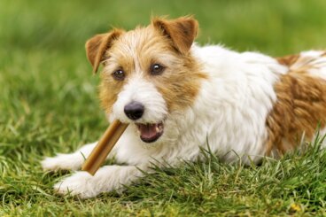 Hundesnacks: Sådan vælger du sikre godbidder til din pelsede ven